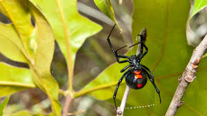 If you are bitten by a black widow spider you may experience one or more of the symptoms listed below. Black Widow