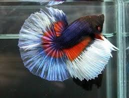 10 tips cara menjaga ikan laga dengan betul. Ikan Laga Dan Cara Penjagaan Zikri Husaini