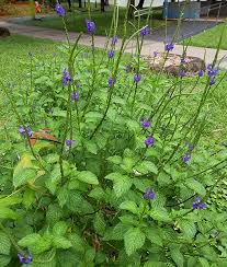 Image result for Stachytarpheta indica