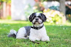 'best shih tzu breeders in florida', 'florida shih tzu breeders', 'shih tzu breeders in (fl)' this is a good place to start and hopefully our breeder directory will help you find a breeder. Best Shih Tzu Breeders 2021 10 Places To Find Shih Tzu Puppies For Sale