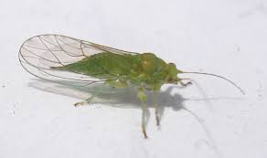 Image result for Zulustylis