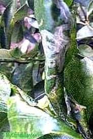 Maybe you would like to learn more about one of these? Citrus Leaf Curl Lemon Tree Leaf Problems