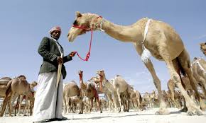 But first we need some information about the person. Abu Dhabi Camel Culture Things To Do Time Out Abu Dhabi