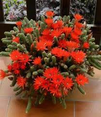 In this video i am saving my peanut cactus from mealybugs, propagating my golden rat tail cactus and ric rac cactus. Timeline Photos Heart Touching Images Facebook Kakteen Und Sukkulenten Kaktus Blume Bluhende Pflanzen