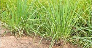 Les Bienfaits De La Citronnelle Louisa Roumia En Arabe Plantes Qui Repoussent Les Moustiques Citronnelle Plantes Qui Repoussent Les Insectes