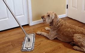 Top 7 Best Mop For Dog Hair Reviews For 2020 Mop Reviewer