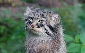 Le Chat De Pallas Un Drole De Chat Sauvage Qui Ne Laisse Pas Indifferent • soutenez l'independance de francesoir, faites un don ! le chat de pallas un drole de chat