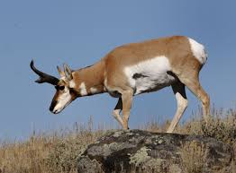 Ladywolfdreams Com Weekly Forecast 10 8 To 10 14 This Message Of Moving Forward On Our Life Path Continues Into Spirit Animal Totem Antelope Spirit Animal