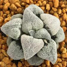 Image result for Pavetta pygmaea