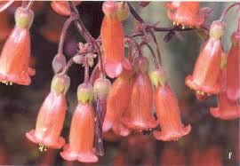 Image result for Kalanchoe hametiorum