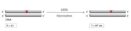 +52 33 3619 9814/8315 ext. Uracil Dna Glycosylase Udg Neb