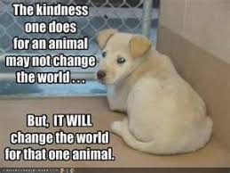 This Is Such A True Fact Funny Animals With Captions Funny Animal Quotes Love Your Pet