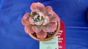 Carmichael cactus & succulent society show. San Diego Cactus Succulent Society Winter Show 2020 Pt 2 3 Youtube