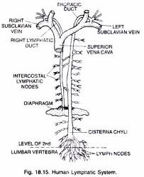 Types Of Human Lymphatic System With Diagram