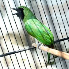 Foto burung cucak ijo mati / cara terapi sauna untuk cucak ijo yang benar raja kicau : Gambar Burung Cucak Ijo Mati Gambar Burung Wallpaper