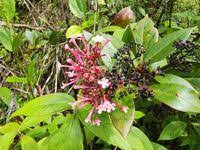 Image result for Rogiera amoena