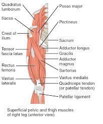 A tendon is the fibrous tissue that attaches muscle to bone in the human body. Muscles Of The Hips And Thighs Human Anatomy And Physiology Lab Bsb 141