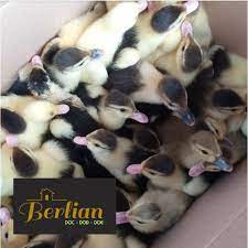 Agung pambudi 3 years ago. Jual Dod Entok Anak Entok Dod Entok Mentok Jakarta Timur Berlian Aquarium Tokopedia