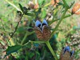 Image result for durman obecný plod