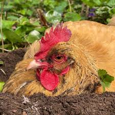 Did you scroll all this way to get facts about chicken dust bath ? Chicken Dust Bath Everything You Need To Know