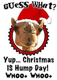 You have to give the minds behind geico's ad campaigns credit, they certainly have a knack for creating the idea of a camel walking around an office and everyone acting as though it's no big deal in a broadway actor in new york city whose list of credits also includes small roles in tv shows. Caleb The Geico Camel