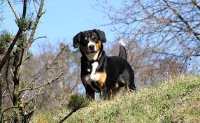 Check spelling or type a new query. 15 Tricolor Dog Breeds Black Brown White All Over
