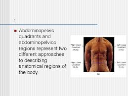 1.05 anatomical regions and quadrants. An Introduction To Anatomy And Physiology Introduction N