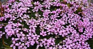 Image result for Aeschynomene mossoensis