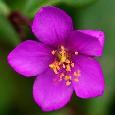 Image result for Talinum portulacifolium