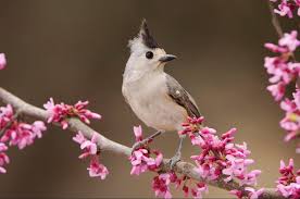 Please contact us if you want to publish a birds hd wallpaper on our site. Beautiful Birds Wallpapers Hd Pictures One Hd Wallpaper Pictures