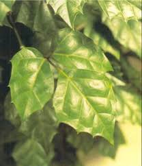 Image result for Rhoicissus rhomboidea