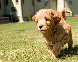 The timing is perfect to enjoy the sun and the outdoors with you new family member. Vander Doodles Vander Doodles A Home Of Australian Labradoodles In Alberta Canada
