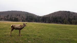 În inima munţilor ciucaş, în localitatea vama buzăului apele unei cascade parcã se tânguie. Vama Buzaului Rezervatia De Zimbri Si Cascada Urlatoarele Mergpemunte Ro