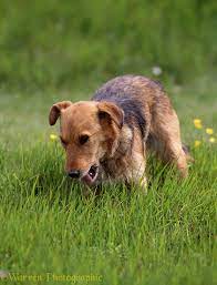Why Do Dogs Eat Grass By Katelyn Schutz Cpdt