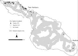 3 of 8 courtesy of santa catalina island company. Island Fox Capture Locations And Distribution Of Foxes With Antibodies Download Scientific Diagram