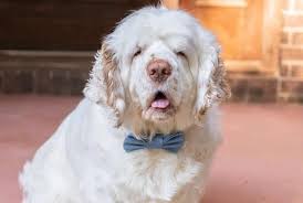 Check spelling or type a new query. 27 Different Types Of Spaniels We Know And Love K9 Web