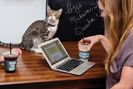 Orlando cat café will be central florida's first cat café. The Top Cat Cafes Around The Country Catster
