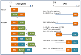 Main panels come in scores of sizes and configurations. Antibiotics Free Full Text Engineering Of Phage Derived Lytic Enzymes Improving Their Potential As Antimicrobials Html