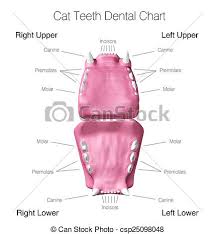 cat teeth dental chart