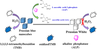 Check spelling or type a new query. Colorimetric Determination Of Ascorbic Acid And The Activity Of Alkaline Phosphatase Based On The Inhibition Of The Peroxidase Like Activity Of Citric Acid Capped Prussian Blue Nanocubes Springerlink