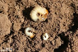 Please don't use grub killers based on synthetic chemicals. Grub Worm Control Organic Solutions To Safely Get Rid Of Grubs