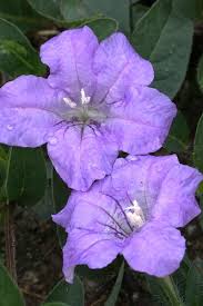 Image result for Vandellia humilis