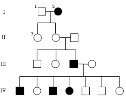 Biology genetics worksheets, pedigrees practice answer key, pedigree worksheet key, human pedigrees worksheet answers worksheet center, pedigrees practice human genetic disorders key. Http Webersciencewiki Pbworks Com W File Fetch 64923101 Pedigree Worksheet Key F09 Pdf