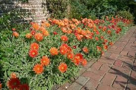 Image result for Arctotis hybrids