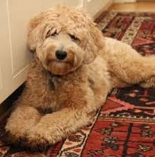 beste 25 doodle haarschnitte ideen beste doodle haarschnitte ideen labradoodle labradoodle grooming australian labradoodle