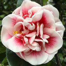 Camellia Japonica Irrational Exuberance Camellia Flowers Garden Horticulture Landscape Savannah Camellias Www Genesnursery Com Please Share