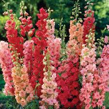 Delphinium Red Arrows Mixture Delphinium Flowers Plants Flower Garden