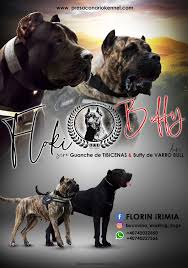 The presa canario was raised as a hunting, herding and guard dog, and for a couple centuries it was also developed as a fighter. Bucovina Working Dogs Home Facebook