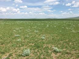 Image result for Pycreus macranthus