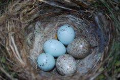 Small White Bird Eggs With Brown Spots House Finch With Eggs Sparrow Eggs Bird Eggs Spring Birds